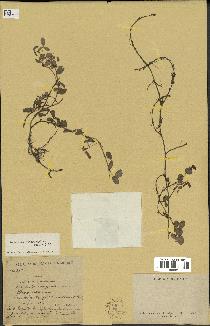 spécimen de Desmodium heterophyllum