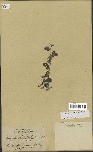 spécimen de Desmodium heterophyllum