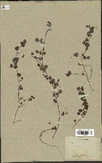 spécimen de Desmodium heterophyllum