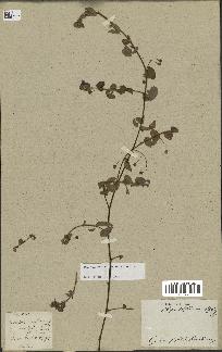 spécimen de Desmodium heterophyllum