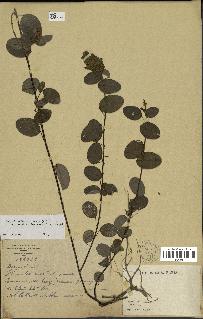 spécimen de Desmodium heterocarpon