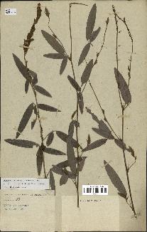 spécimen de Desmodium heterocarpon