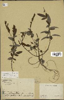 spécimen de Desmodium heterocarpon