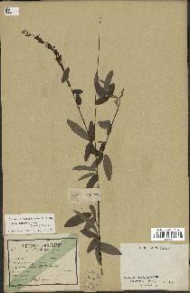 spécimen de Desmodium heterocarpon