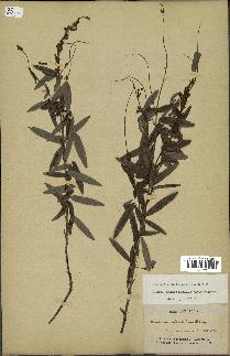 spécimen de Desmodium heterocarpon