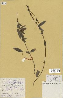 spécimen de Desmodium heterocarpon