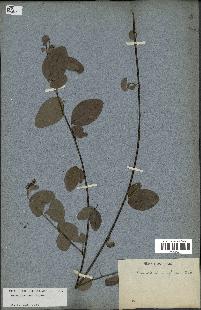 spécimen de Desmodium heterocarpon