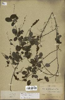 spécimen de Desmodium heterocarpon