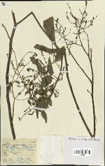 spécimen de Desmodium sp.