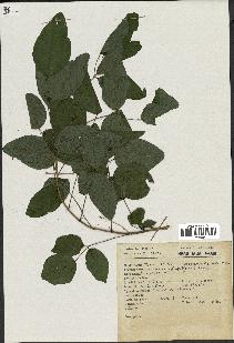 spécimen de Desmodium sp.