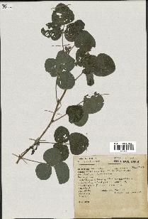 spécimen de Desmodium sp.