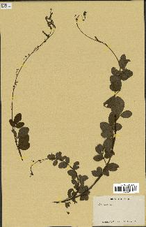 spécimen de Desmodium sp.