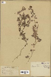 spécimen de Desmodium triflorum