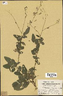 spécimen de Desmodium tortuosum