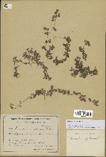 spécimen de Desmodium triflorum