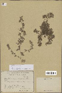 spécimen de Desmodium triflorum