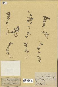 spécimen de Desmodium triflorum