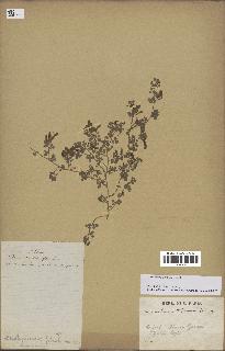 spécimen de Desmodium triflorum