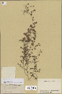 spécimen de Desmodium triflorum