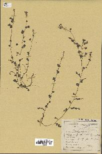 spécimen de Desmodium triflorum