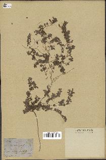 spécimen de Desmodium triflorum