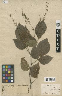 spécimen de Desmodium megaphyllum
