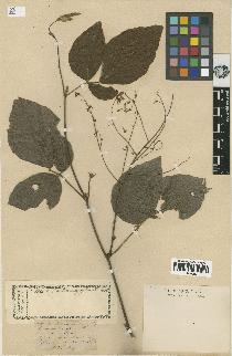 spécimen de Desmodium megaphyllum