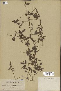 spécimen de Desmodium heterophyllum