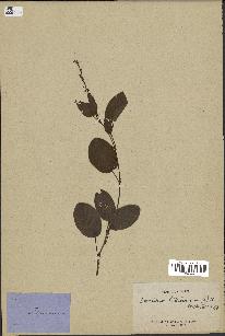 spécimen de Desmodium heterocarpon