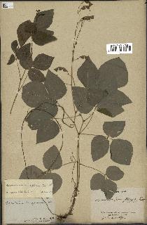 spécimen de Desmodium pauciflorum