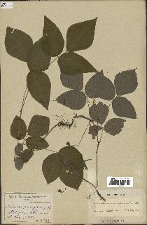 spécimen de Desmodium pauciflorum