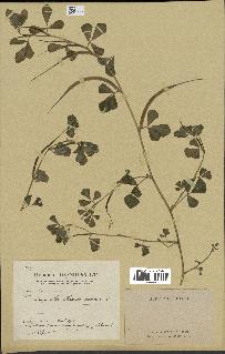 spécimen de Trigonella foenum-graecum