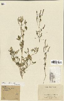 spécimen de Melilotus indica