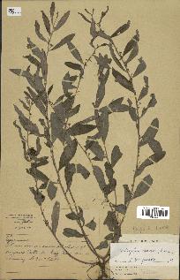 spécimen de Indigofera squalida