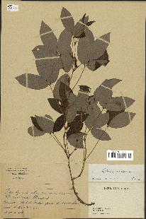 spécimen de Clitoria mariana