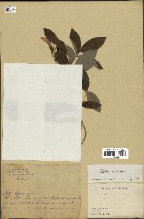 spécimen de Clitoria mariana