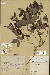 spécimen de Clitoria mariana