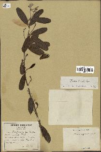 spécimen de Clitoria laurifolia