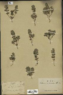 spécimen de Acinos rotundifolius