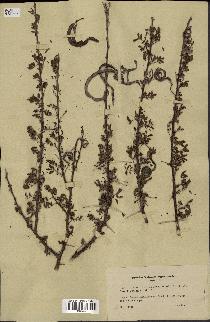 spécimen de Acacia tortilis