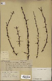 spécimen de Acacia seyal