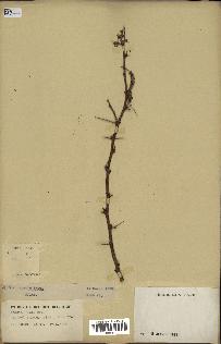 spécimen de Acacia seyal