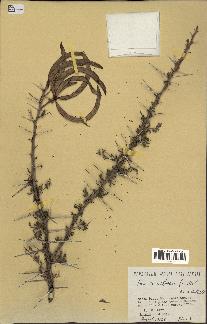 spécimen de Acacia nilotica