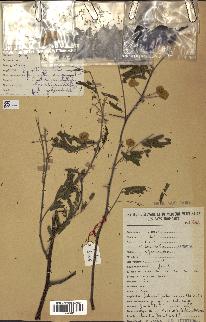 spécimen de Acacia nilotica