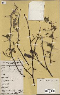 spécimen de Acacia nilotica