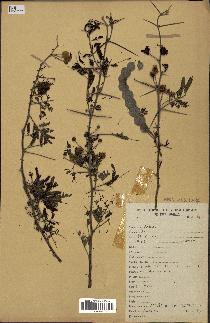 spécimen de Acacia nilotica