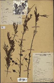 spécimen de Acacia nilotica
