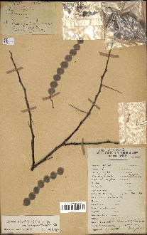 spécimen de Acacia nilotica
