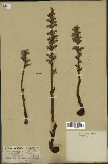 spécimen de Orobanche hederae