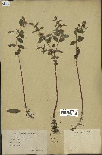 spécimen de Mentha canadensis